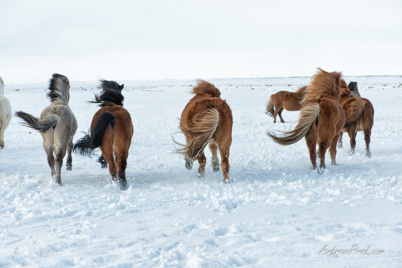 icelandic pony-17