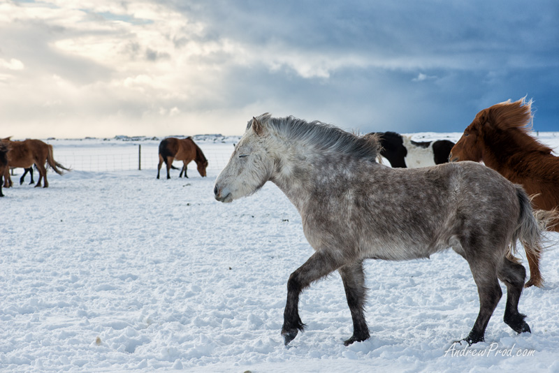 icelandic pony-20