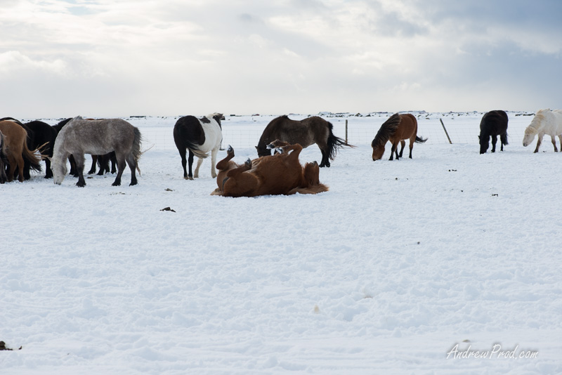 icelandic pony-21