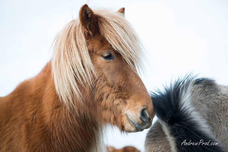 icelandic pony-79