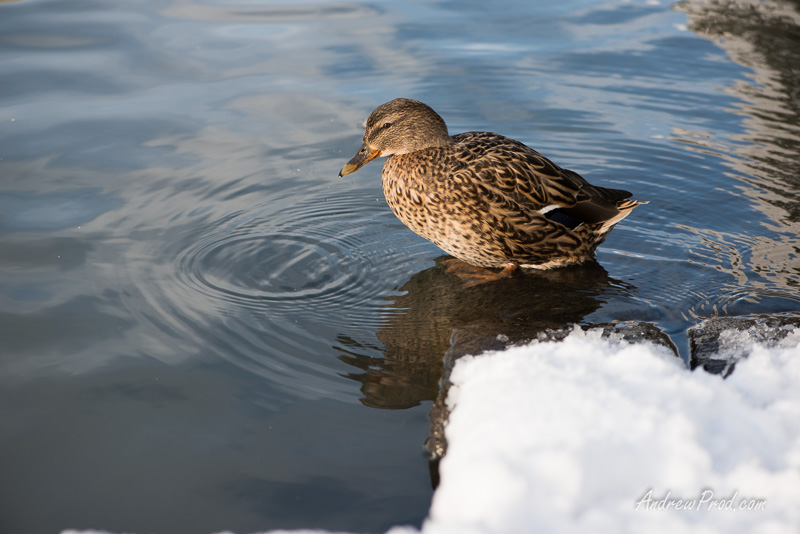 Travel Photographer Iceland-8